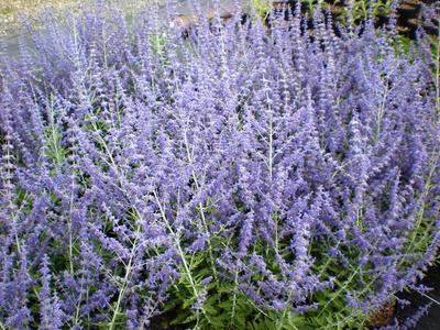 Perovskia atriplicifolia 'Blue Spire'